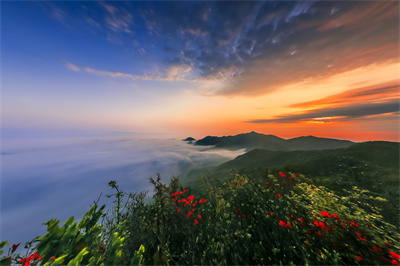 杨岐晨曦